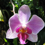 American Orchid Society - Delray Beach, FL