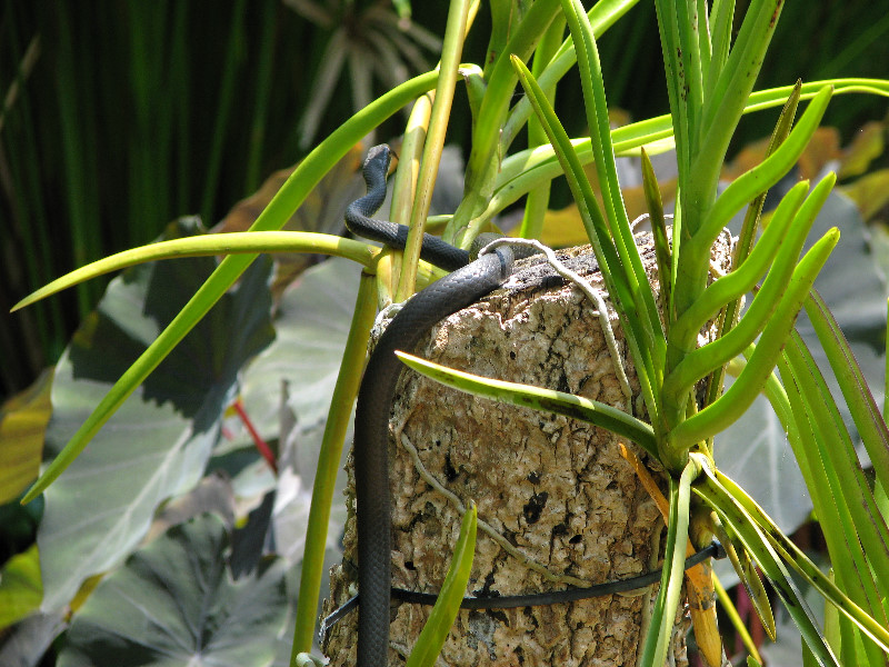 American-Orchid-Society-Summer-2008-007