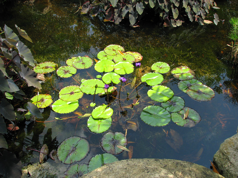 American-Orchid-Society-Summer-2008-008