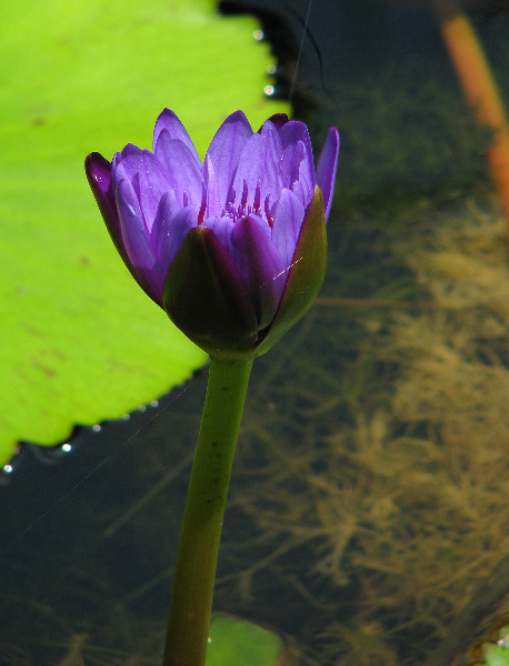 American-Orchid-Society-Summer-2008-009