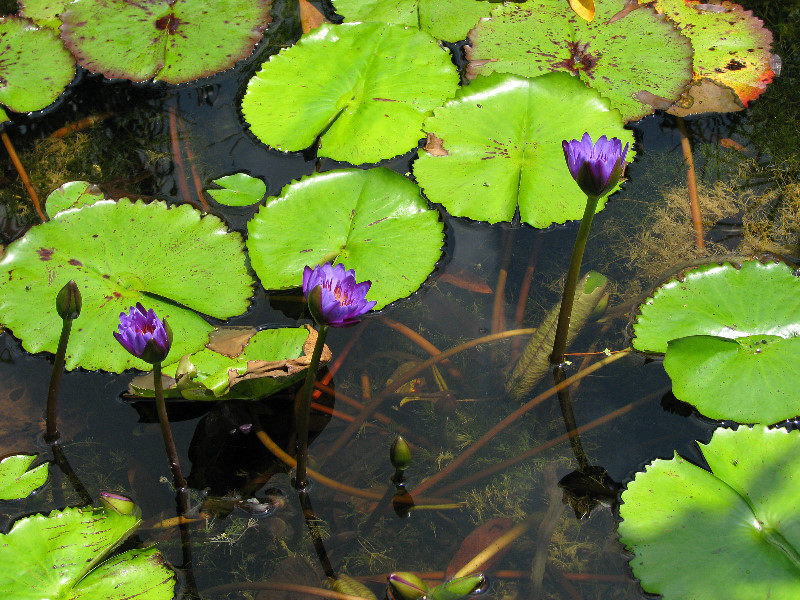 American-Orchid-Society-Summer-2008-010