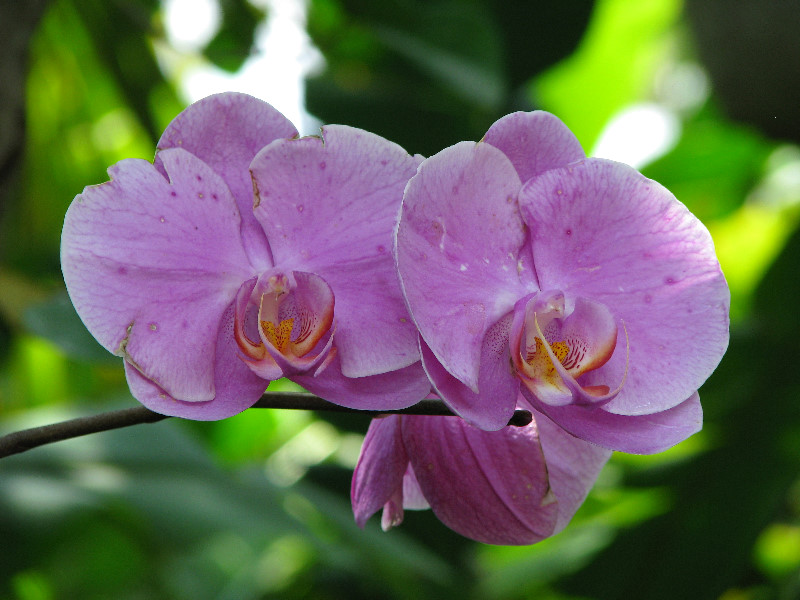 American-Orchid-Society-Summer-2008-013