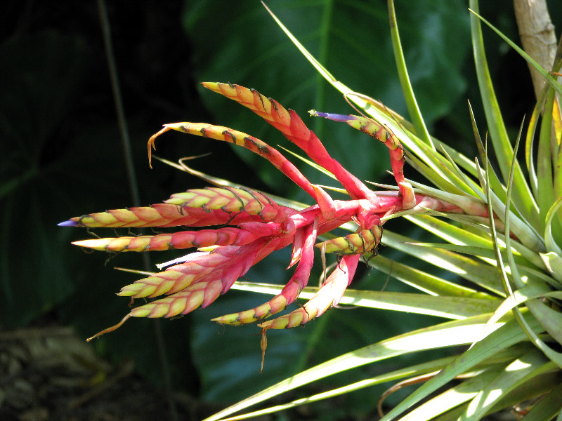 American-Orchid-Society-Summer-2008-035