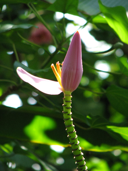 American-Orchid-Society-Summer-2008-043