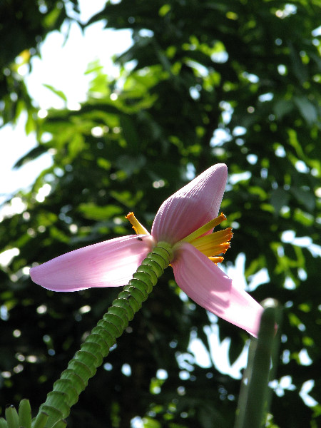 American-Orchid-Society-Summer-2008-046