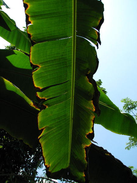 American-Orchid-Society-Summer-2008-049