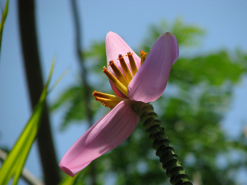 American-Orchid-Society-Summer-2008-050