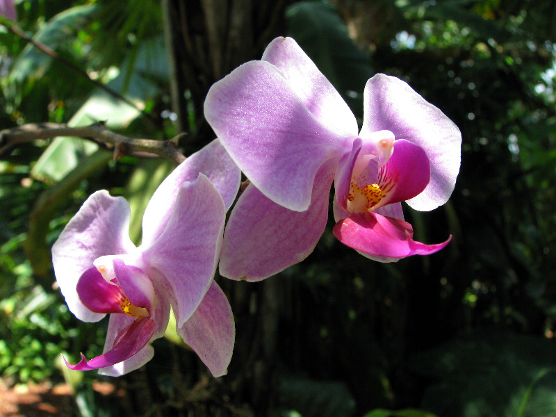 American-Orchid-Society-Summer-2008-052