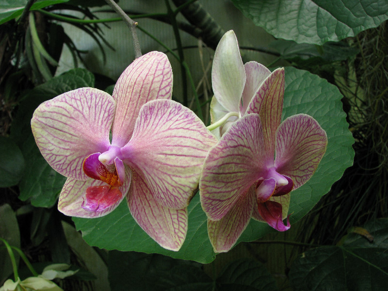 American-Orchid-Society-Summer-2008-059