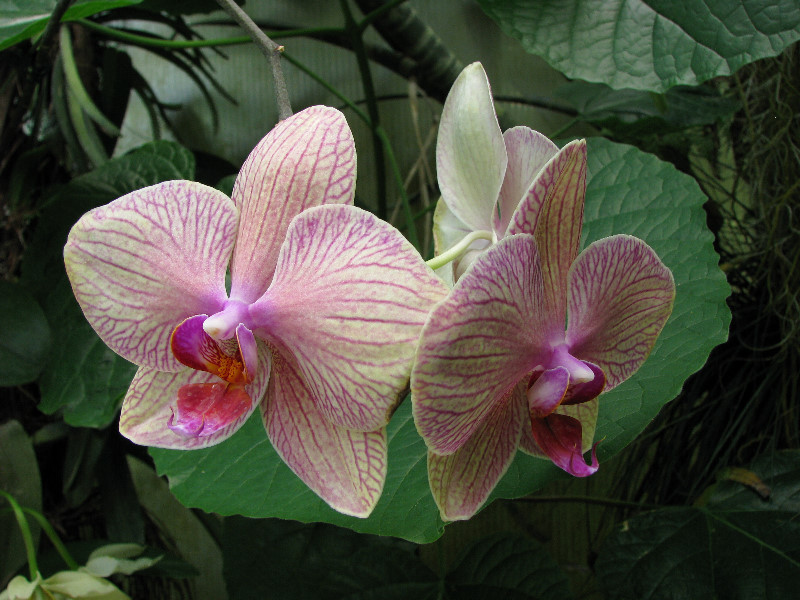American-Orchid-Society-Summer-2008-059