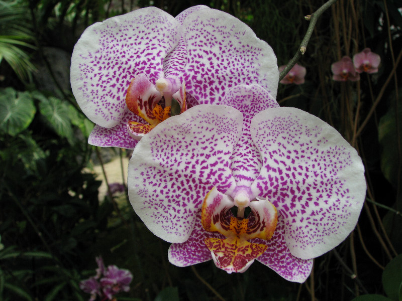 American-Orchid-Society-Summer-2008-060