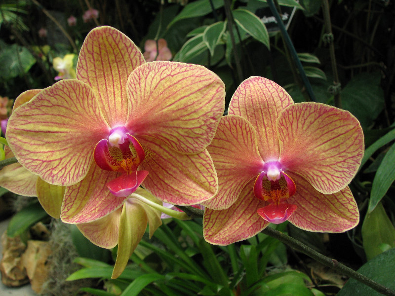 American-Orchid-Society-Summer-2008-062