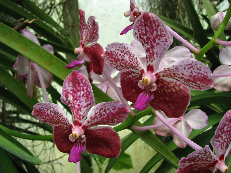 American-Orchid-Society-Summer-2008-064