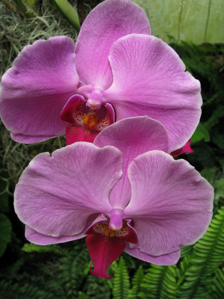 American-Orchid-Society-Summer-2008-065