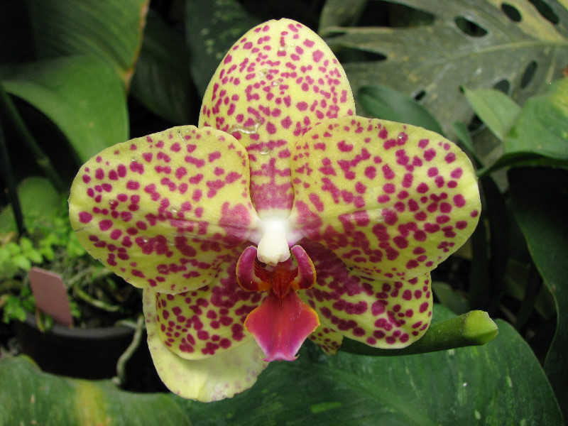 American-Orchid-Society-Summer-2008-066