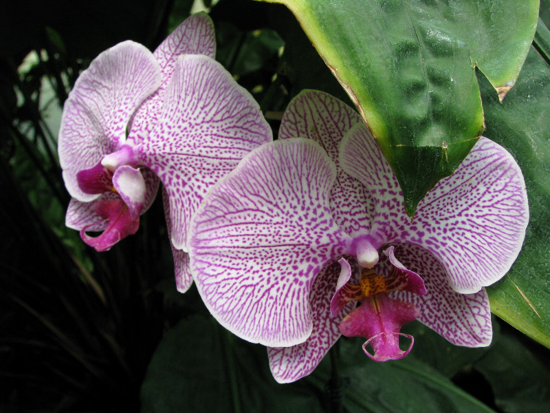 American-Orchid-Society-Summer-2008-069