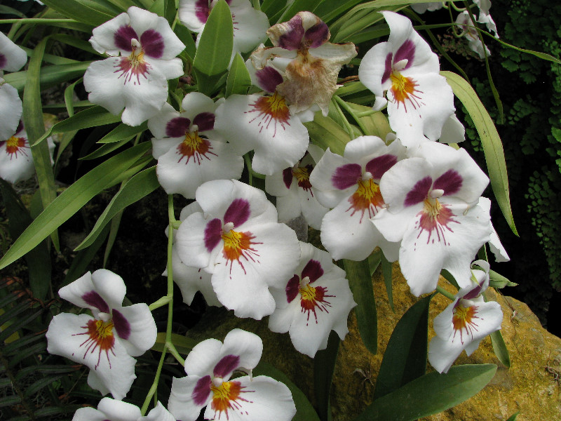 American-Orchid-Society-Summer-2008-077