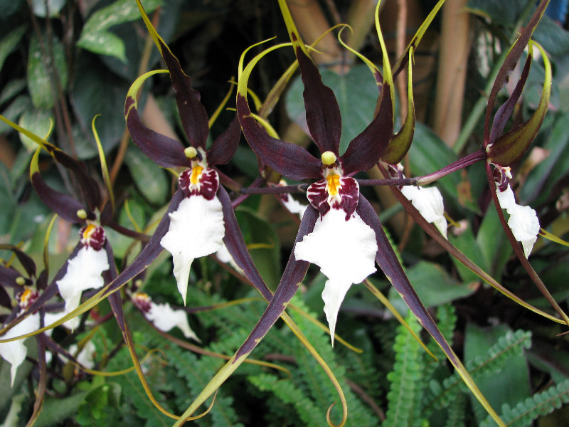 American-Orchid-Society-Summer-2008-080