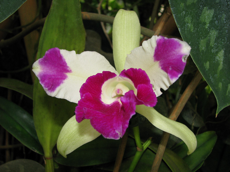 American-Orchid-Society-Summer-2008-082
