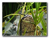 American-Orchid-Society-Summer-2008-007