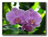 American-Orchid-Society-Summer-2008-013