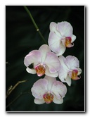 American-Orchid-Society-Summer-2008-036