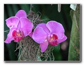 American-Orchid-Society-Summer-2008-037