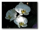 American-Orchid-Society-Summer-2008-038