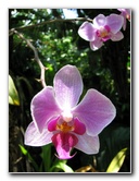 American-Orchid-Society-Summer-2008-051