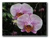 American-Orchid-Society-Summer-2008-060