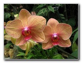 American Orchid Society - Delray Beach, FL