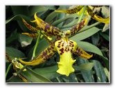 American-Orchid-Society-Summer-2008-067