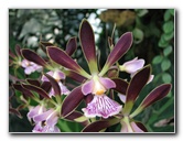 American-Orchid-Society-Summer-2008-074