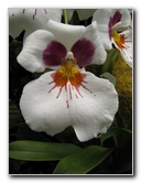 American-Orchid-Society-Summer-2008-076