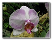 American-Orchid-Society-Summer-2008-078