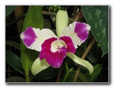 American-Orchid-Society-Summer-2008-082