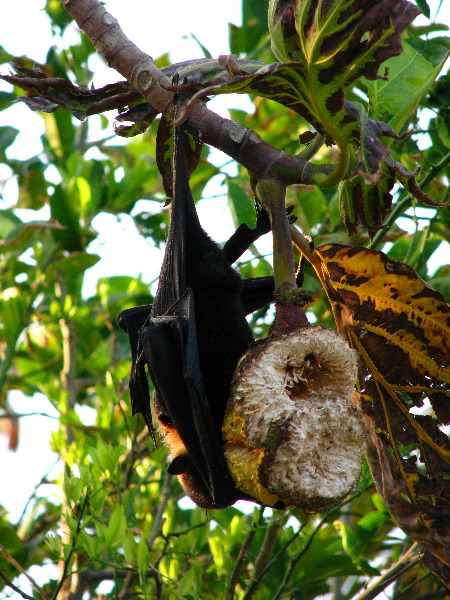 Amunuca-Resort-Tokoriki-Island-Mamanuca-Group-Fiji-056
