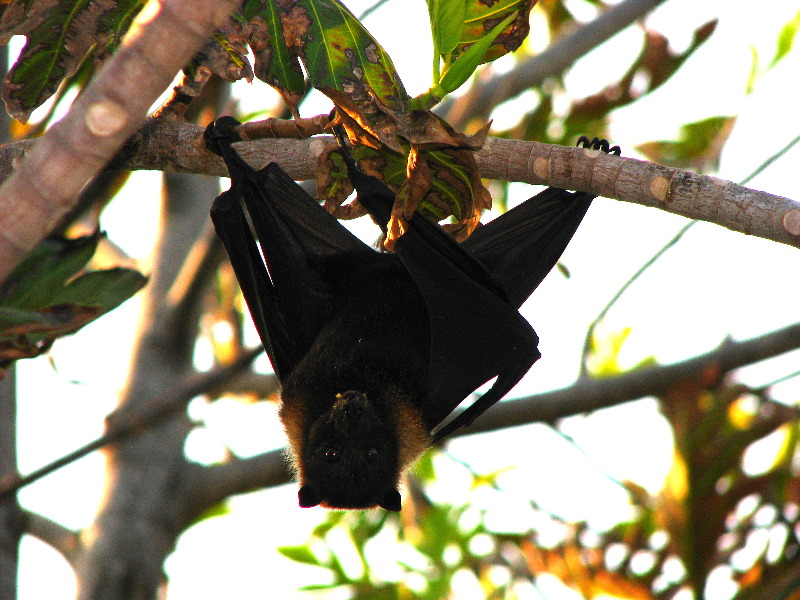 Amunuca-Resort-Tokoriki-Island-Mamanuca-Group-Fiji-057
