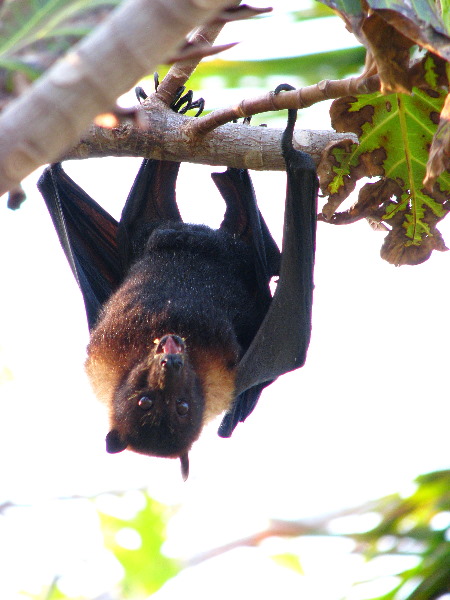 Amunuca-Resort-Tokoriki-Island-Mamanuca-Group-Fiji-058