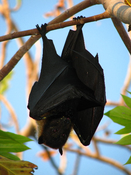 Amunuca-Resort-Tokoriki-Island-Mamanuca-Group-Fiji-059