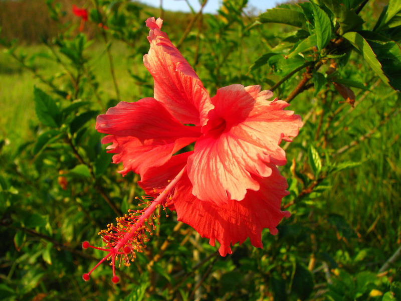Amunuca-Resort-Tokoriki-Island-Mamanuca-Group-Fiji-063