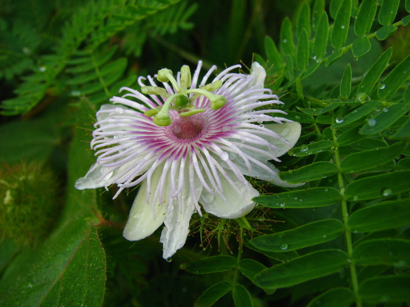 Amunuca-Resort-Tokoriki-Island-Mamanuca-Group-Fiji-094