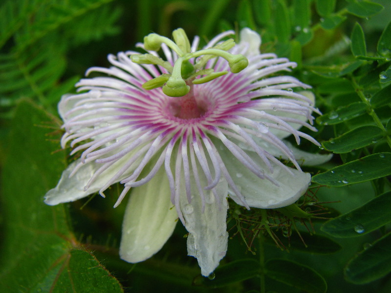 Amunuca-Resort-Tokoriki-Island-Mamanuca-Group-Fiji-096