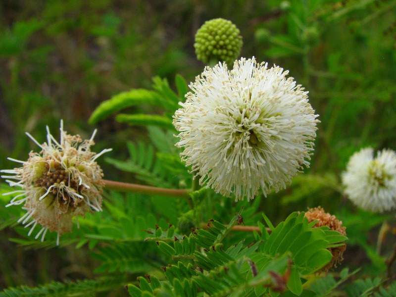 Amunuca-Resort-Tokoriki-Island-Mamanuca-Group-Fiji-098