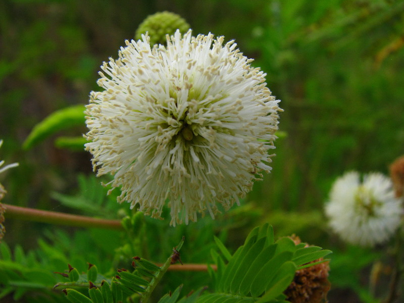 Amunuca-Resort-Tokoriki-Island-Mamanuca-Group-Fiji-099