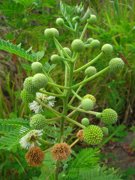 Amunuca-Resort-Tokoriki-Island-Mamanuca-Group-Fiji-100