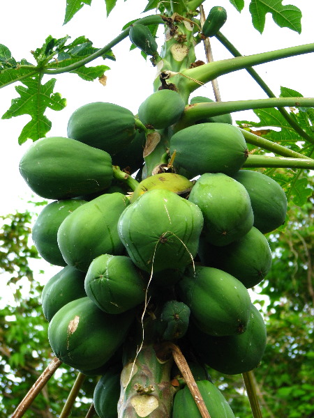 Amunuca-Resort-Tokoriki-Island-Mamanuca-Group-Fiji-107