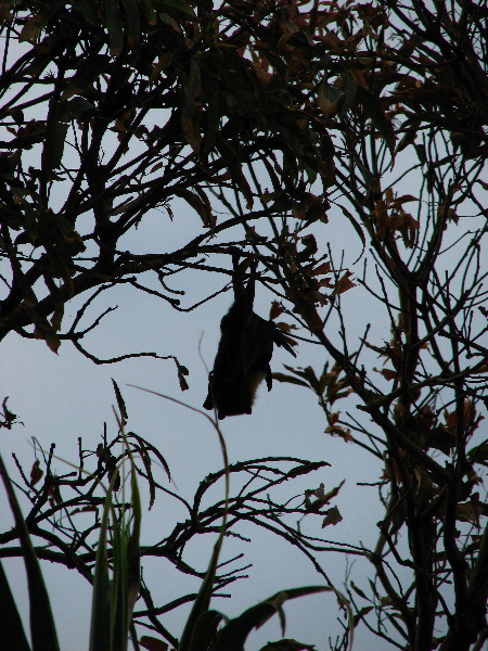 Amunuca-Resort-Tokoriki-Island-Mamanuca-Group-Fiji-109