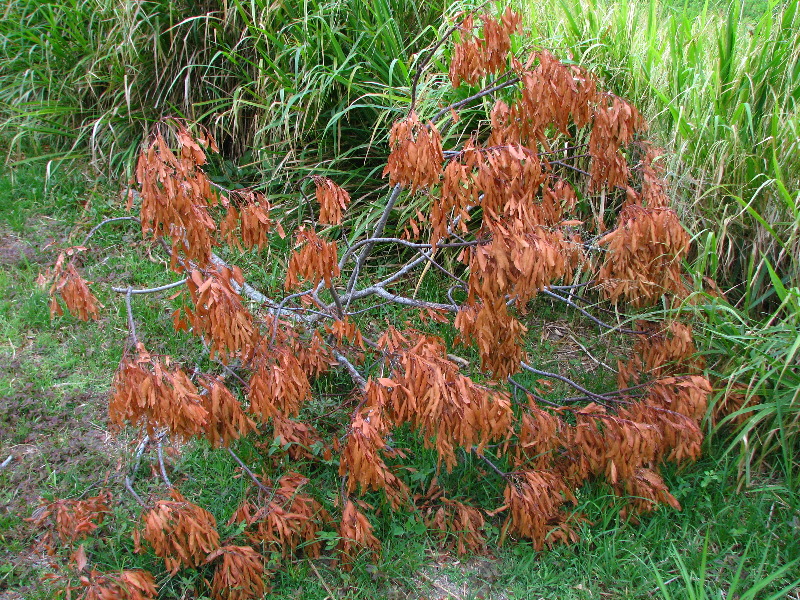 Amunuca-Resort-Tokoriki-Island-Mamanuca-Group-Fiji-115