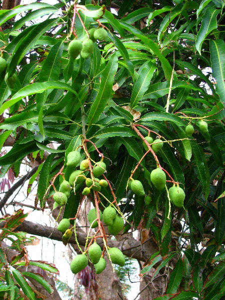 Amunuca-Resort-Tokoriki-Island-Mamanuca-Group-Fiji-120